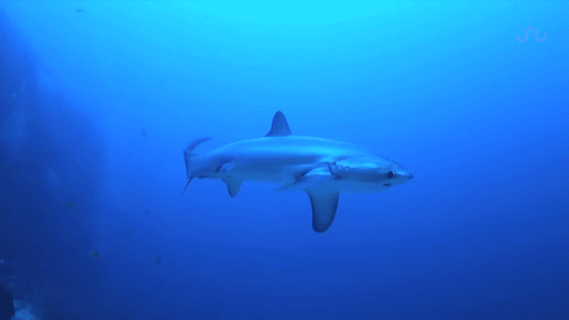 seatrench — Thresher Shark (source)
