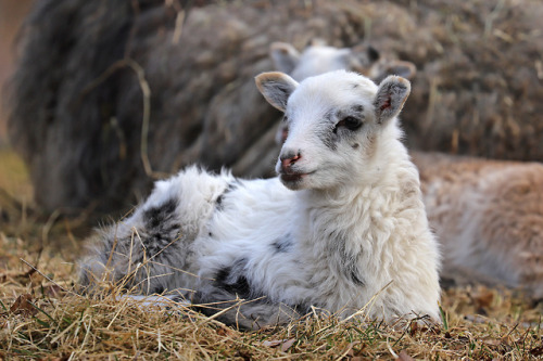 Gute sheep portraits.