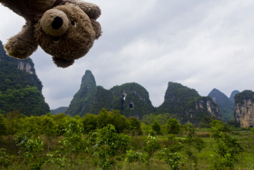 adventureswithteddy:Teddy takes a moment to enjoy the Karst mountains of south east China. Through f