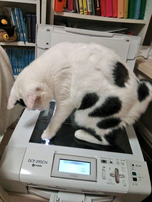 unimpressedcats:cat scan