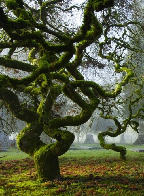 opticallyaroused:  Outrageously Beautiful Trees