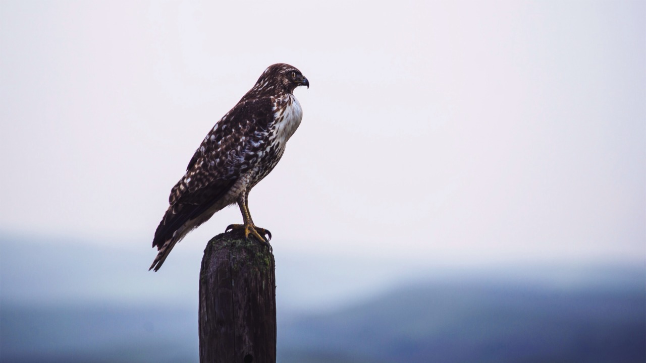 patagonia:  Coopers Hawk at Point Reyes National Seashore Submitted by Devlin Gandy