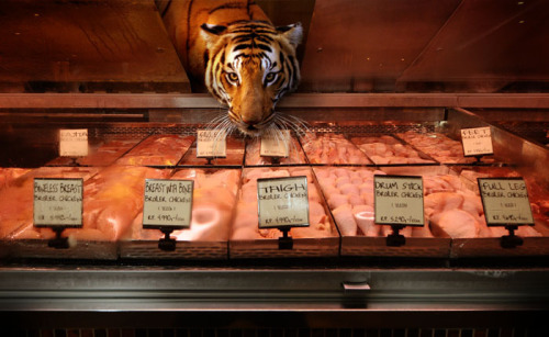  Garden Fresh by Agan Harahap The photo series exhibits a diverse set of animals casually walking through various sections of a supermarket, as though they themselves are shopping for ingredients for their next dinner party. 