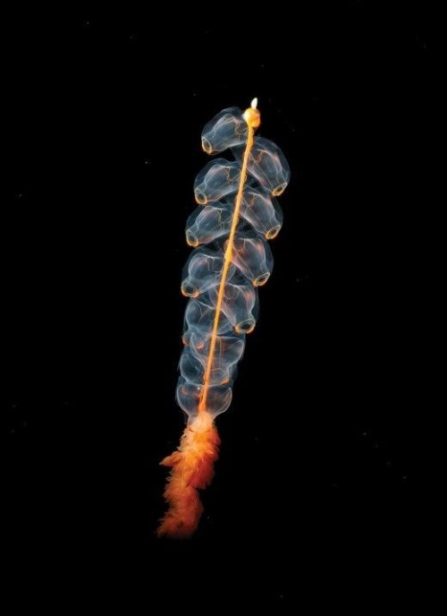 Marrus Orthocanna Is A Species Of Pelagic Siphonophore, A Colonial Animal Composed Of A Complex Arrangement