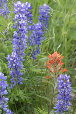 textless:  Lupine and indian paintbrush on