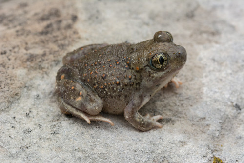 toadschooled:Examine from all angles the New Mexico spadefoot toad [Spea multiplicata], the State Am