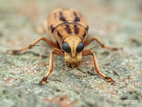 onenicebugperday:Fungus weevil, Habrissus ramosus, Anthribidae Found in Southeast AsiaPhotos 1-5 by 