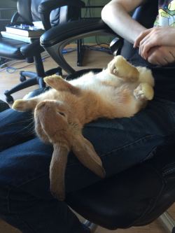 cuteanimalspics:  One of our bunnies is really good at playing dead (Source:…