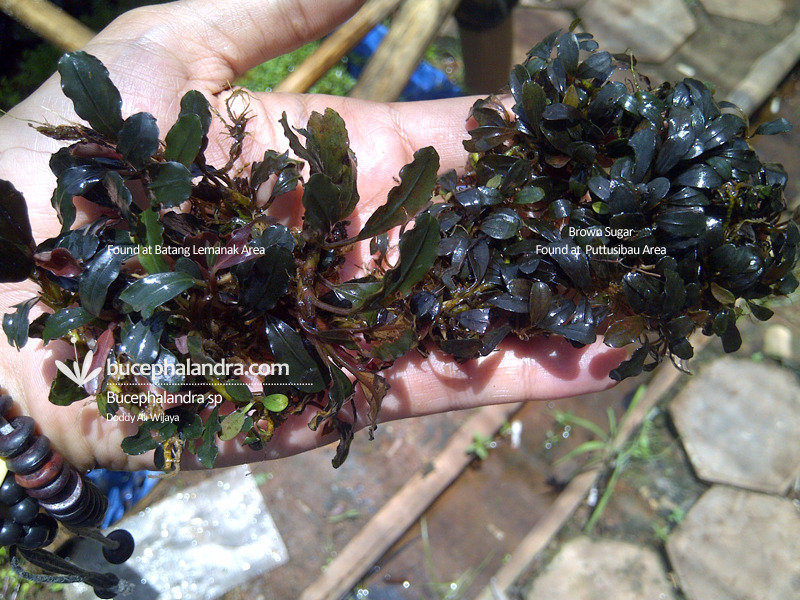 Comparison between B.Sp Batang Lemanak and B. Brown Sugar