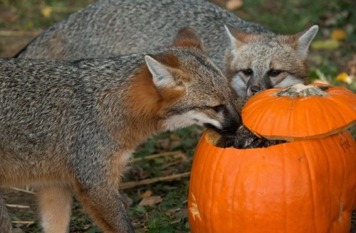 THE WORRIED FOX IS LIKE, “LARRY. DON’T EAT ALL THAT. YOU’LL GET A TUMMY ACHE!