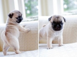 amazingdogs:  More sweet dogs: http://amazingdogs.tumblr.com/