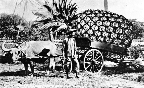 Ananas géant. Les photomontages des années 1910.