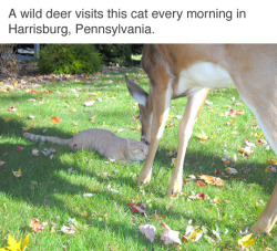 cursed-amulet:my dream is to live in a place where cute forest critters wander into my yard and make friends with my pets 