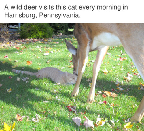 diekingdomcome:cursed-amulet:my dream is to live in a place where cute forest critters wander into m