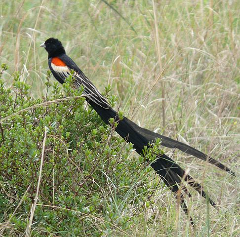 silverhawk: silverhawk:   this bird genuinely looks so Gothic™ to me that i had to show everyone in its own post so its called the long-tailed widowbird and i think its just genuinely so Cool Looking and wanted to appreciate its long tail some more