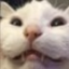cedarfox9733