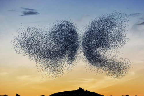 taktophoto:  Stunning Photos of Starling Murmurations that Aren’t 