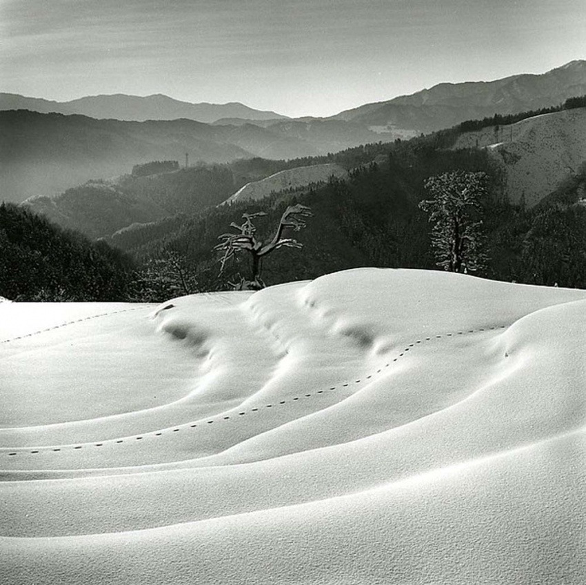 varietas: Haruto Maeda (b. 1963): The Rice Field 