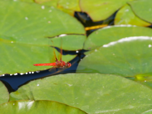 Sympetrum illotum “Cardinal Meadowhawk” LibellulidaeWashington Park Arboretum, Seattle, WAMay 9, 201