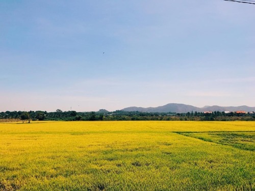 Rice Field. #vietnam #vietnamese #instatravel #travel #traveling #wanderlust #quanghathehuman #boy #