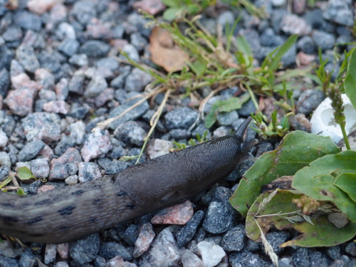 Limax cinereoniger — largest land slug species in the worldPlantago major— broadleaf plantain a.k.a.