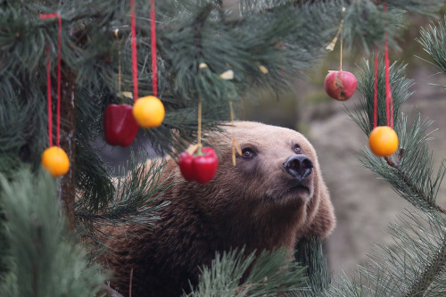 tundrakatiebean: copperbadge: bears–bears–bears:  Christmas Feeding Session in Hamburg M