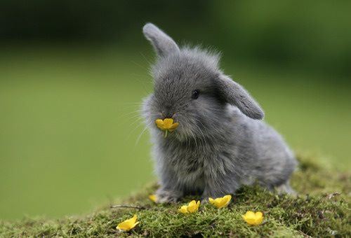 veinsareamaptoyourheart:  Hey, so stop your scrolling for a bit think about baby bunnies, and how they actually exist. Like, they’re just little balls of fluff?   with tiny, itty-bitty noses and whiskers,  and little precious paws.  they can have ears