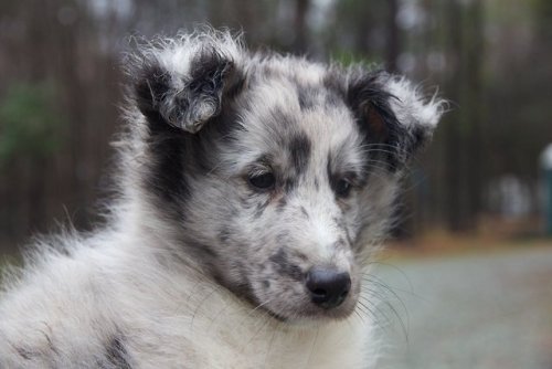 Claire Apple’s working-bred sheltie puppies photographed by Rachel Toren(mine is one of the bottom t