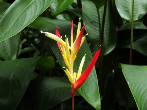 geistdernatur: tropical plants &amp; flowers . palmengarten frankfurt © geisternatur