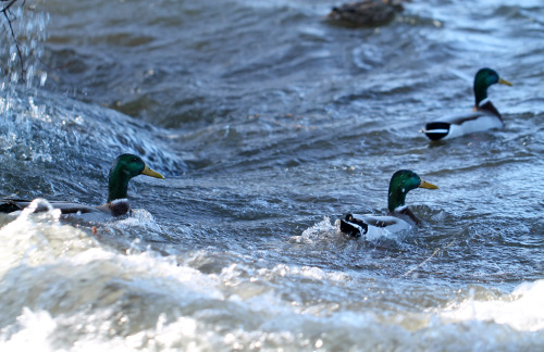 A bunch of wild ducks in lake Mälaren, Sweden (part 2).