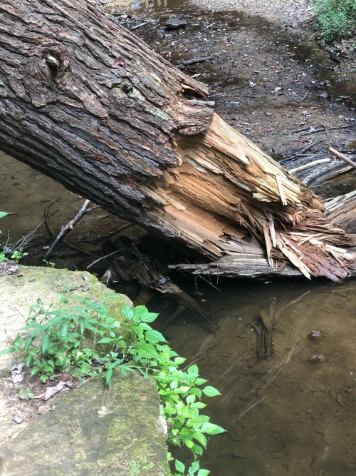 @noboneslefttosave , spotted this big ole good boy while out on the last hike of