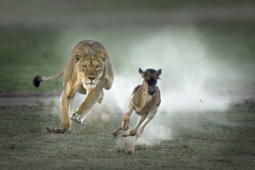 Lion Hunt by Shaaz Jung. (via LionHunt by Shaaz Jung / 500px)