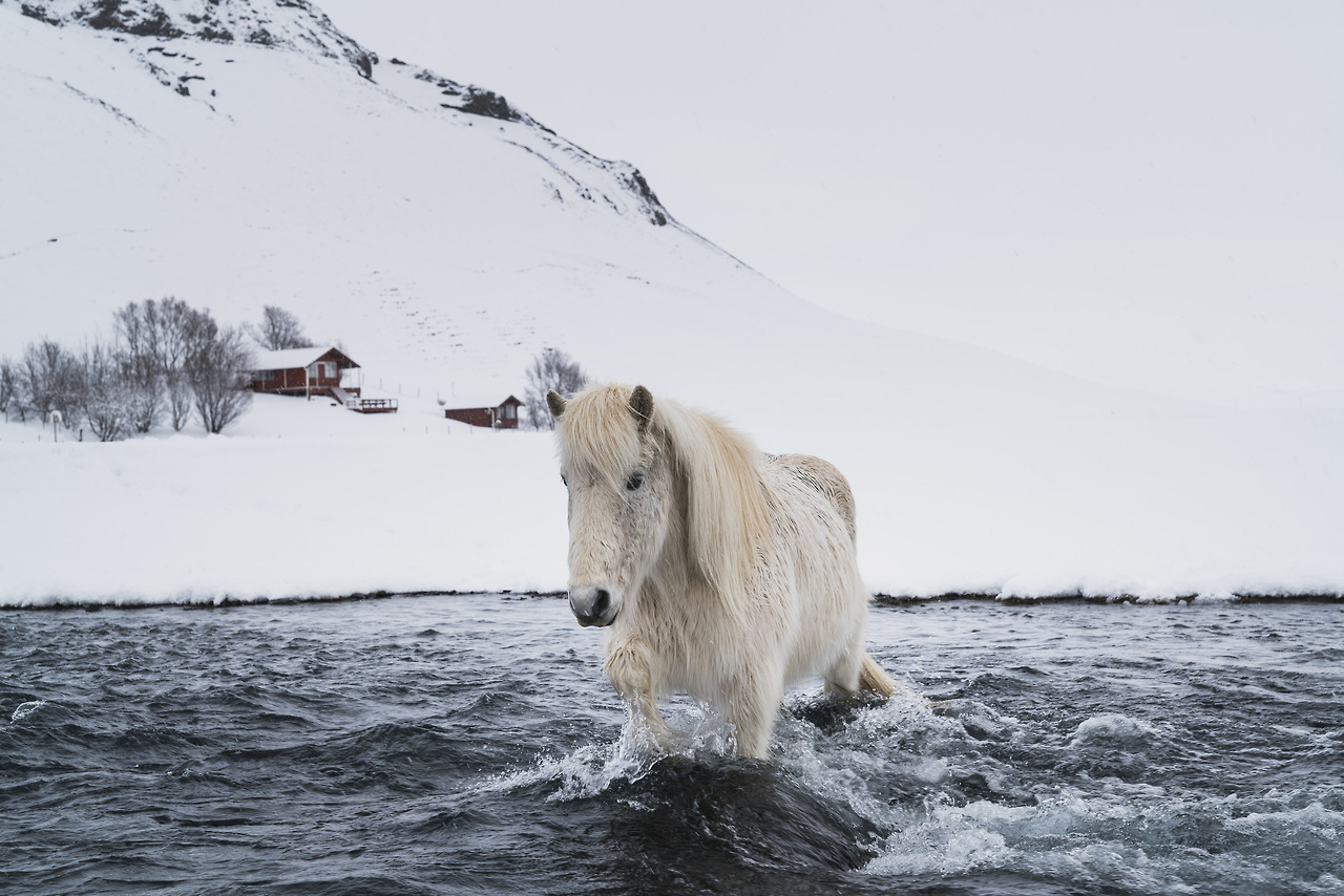sigvicious:They don’t come much tougher than the Icelandic horse.