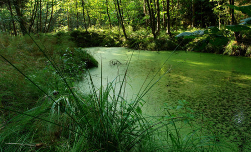 raslukasmistymoods: green water by *indojo