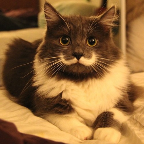 This cat has a moustache! Now all we need is a cat with a moustache AND eyebrows like Sam. (via hami