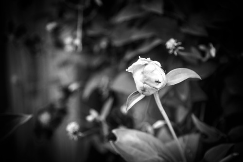 a few minutes in the garden, after a long day at work - spotted this tiny visitor