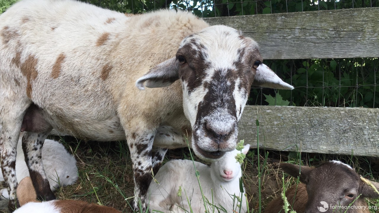 Would Ewe Rather Be a Lamb or a Lemming? - The Santa Barbara