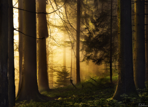 woodendreams:  (by Robin Halioua)