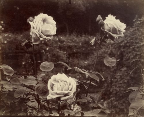  Eugène Atget.  Roses, 1922–1923.  