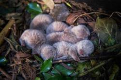 ayellowbirds:  awwww-cute:  Baby otters!  I thought they were some kind of adorable fuzzy caterpillars at first. 