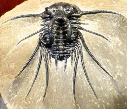 amnhnyc:Love #TrilobiteTuesday? Join us at the Milstein Science Series on January 8 to see rare tril