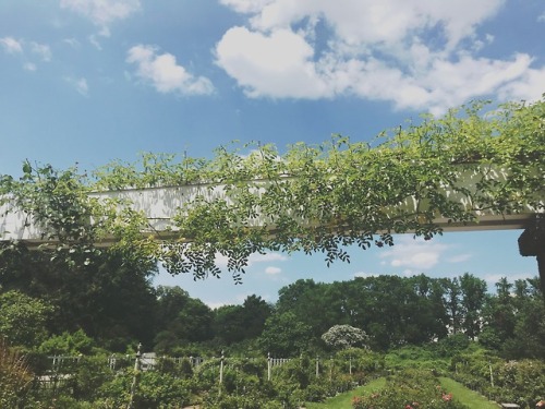 @brooklynbotanic