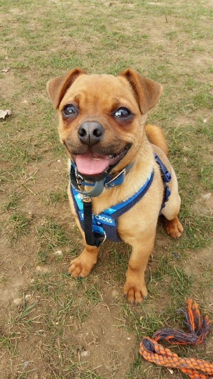 allbarksomebite: Sully is a Jack Russell x Pug, so naturally we had about 9000 people apply for him.