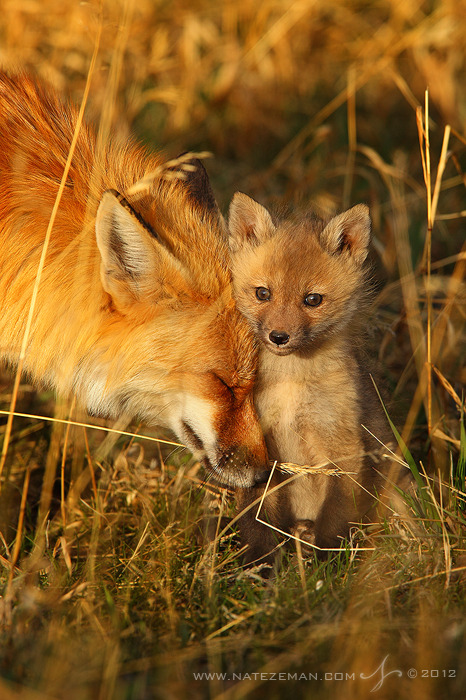 transylvanialand:  Spring Comfort by Nate-Zeman