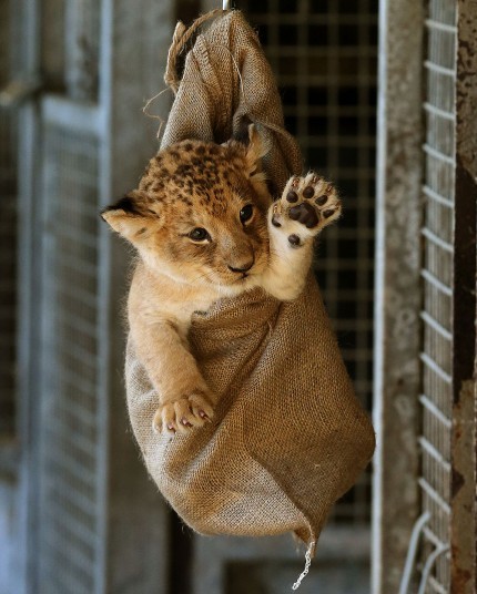 allcreatures:   Karis, a one month old lion cub being weighed at Blair Drummond Safari