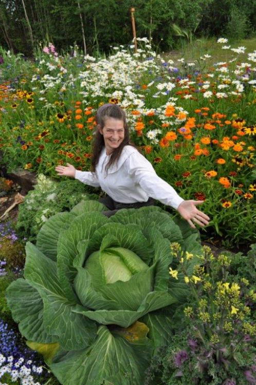 gallusrostromegalus:frankcolumbo:Big CabbagesMassively oversized or overproducing crop plants and th