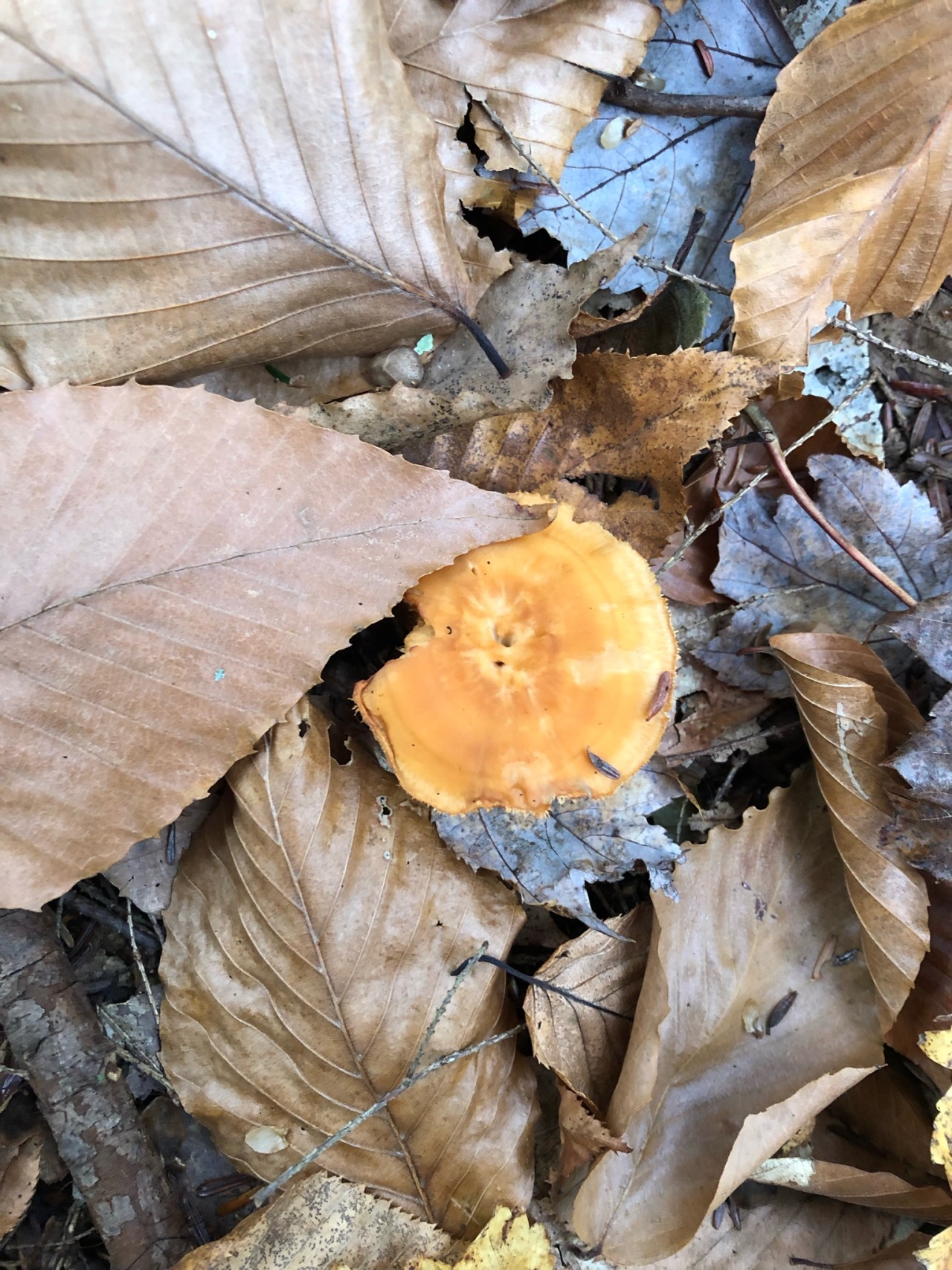 a single round golden hedgehog mushroom emerges from fallen brown leaves . it has a small navel like depression in center