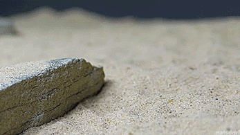 thenatsdorf:Meet Chester Zoo’s new baby shrews. [full video]