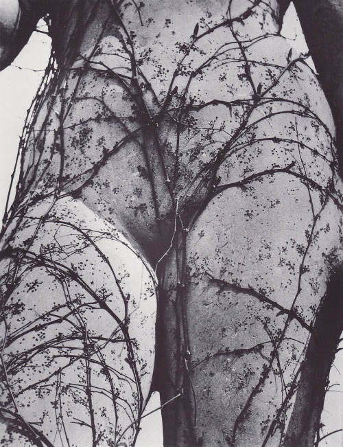 d-ici-et-d-ailleurs:  Osidla (piège), 1940 du photographe tchèque REICHMANN Vilem (1908-1991)