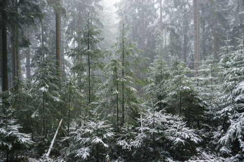desomnis:Where the Fairies Flyby desomnisFlickr | Tumblr | 500px | GettyImages | Instagram